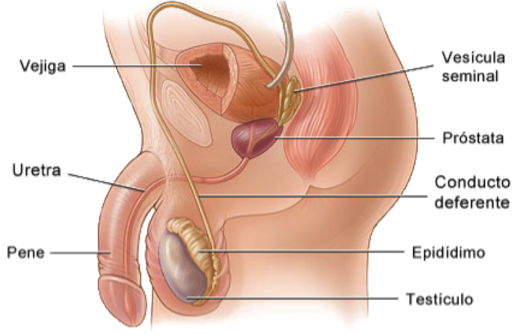 partes del aparato reproductor masculino partes del aparato reproductor masculino