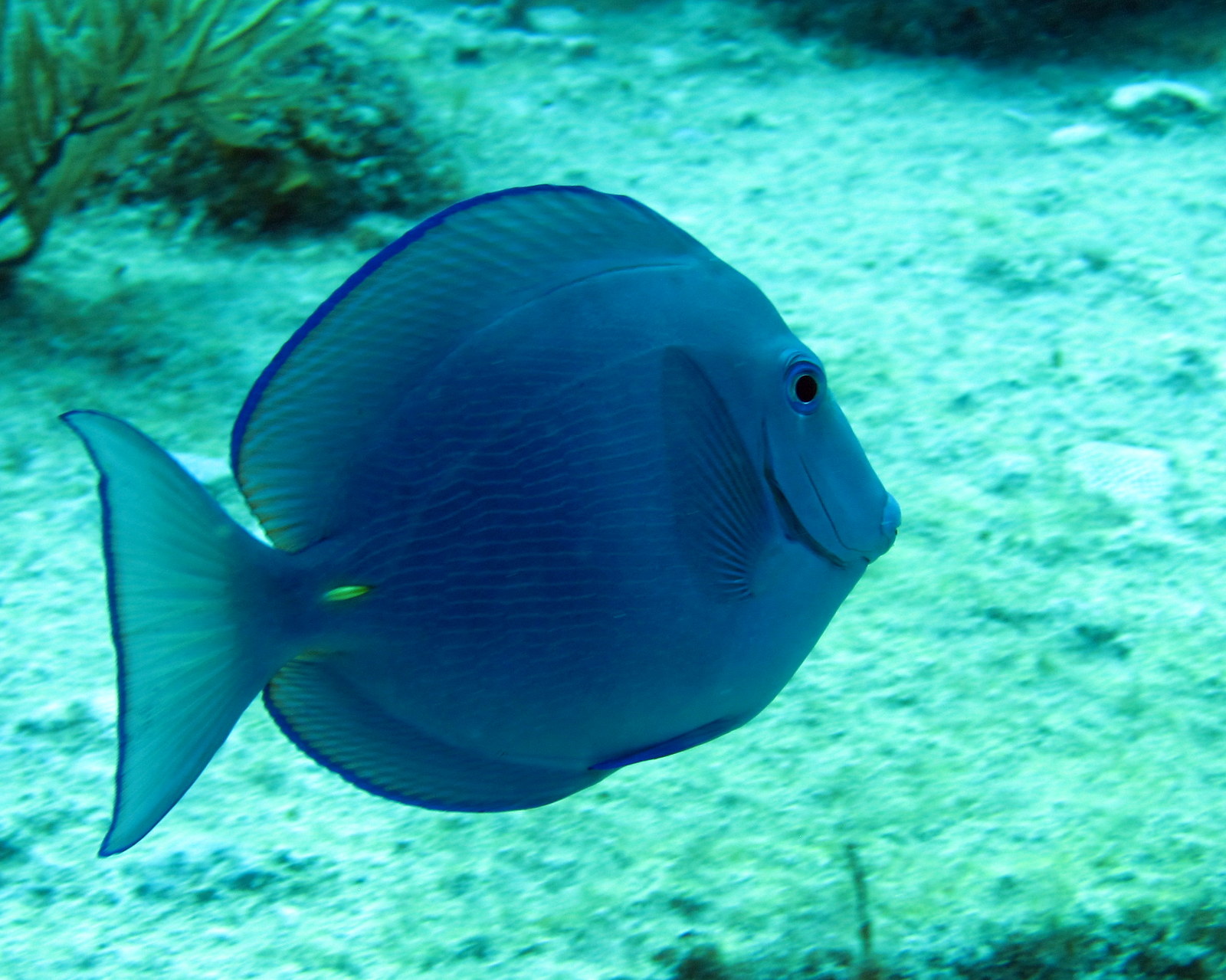 Adventures of BruteForce: Diving and Snorkeling: Florida Keys