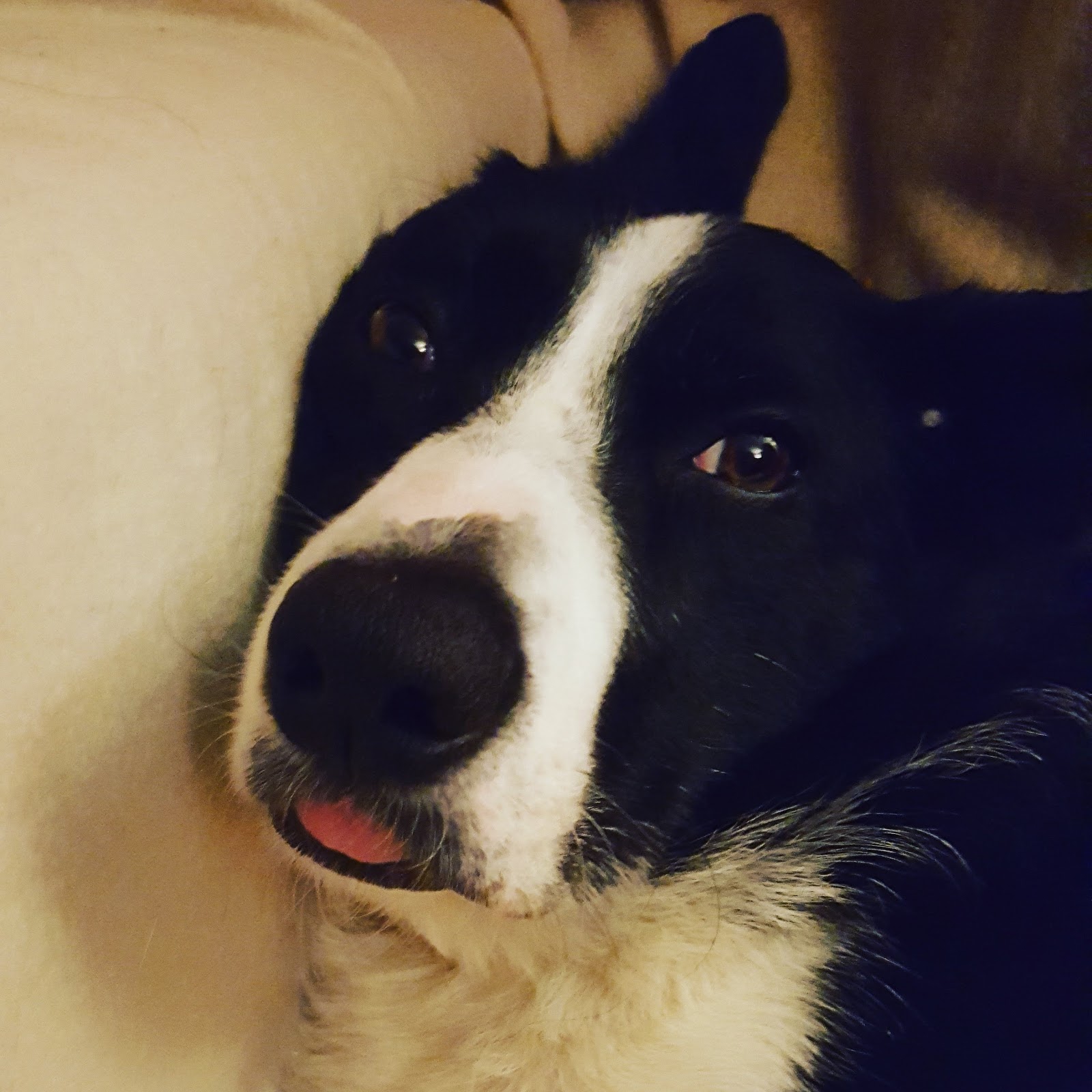 Happy Pet Day: Mollie The Border Collie