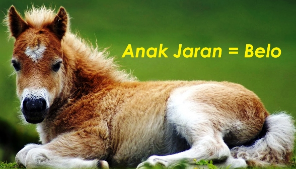 Nama Anak Hewan Dalam Bahasa Jawa Daftar Nama Hewan Lengkap A Z