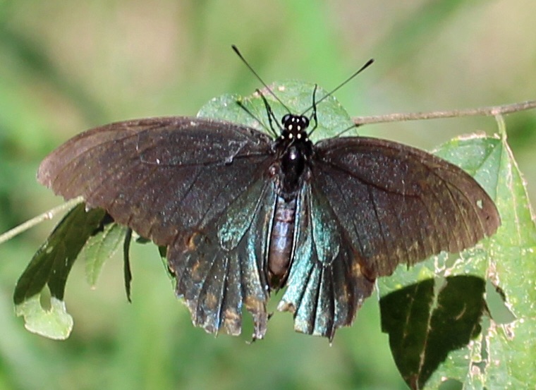 Ruminations More Butterflies From The Lower Rio Grande Valley