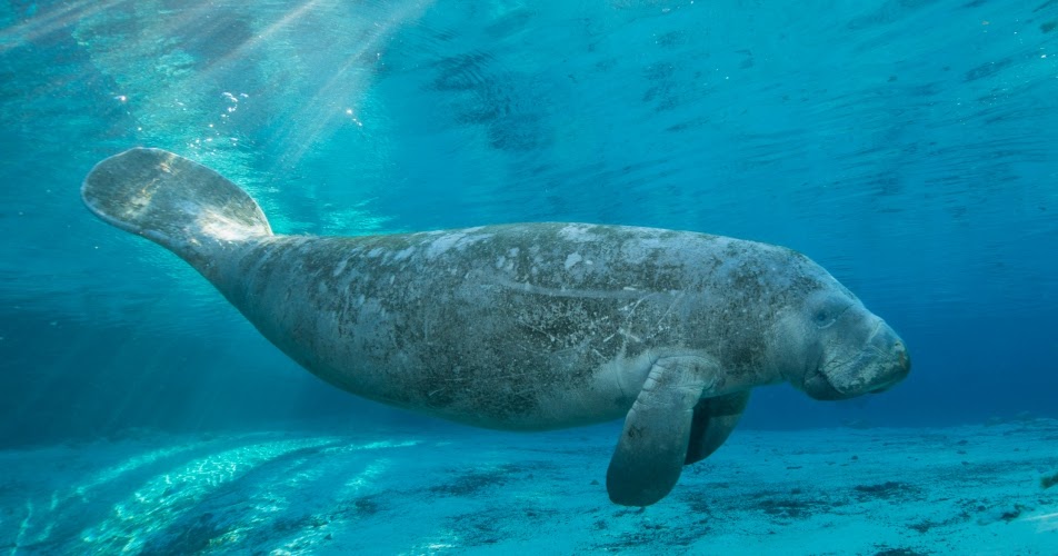 Group 9: Manatee Recovery Plan- Natalie Shields