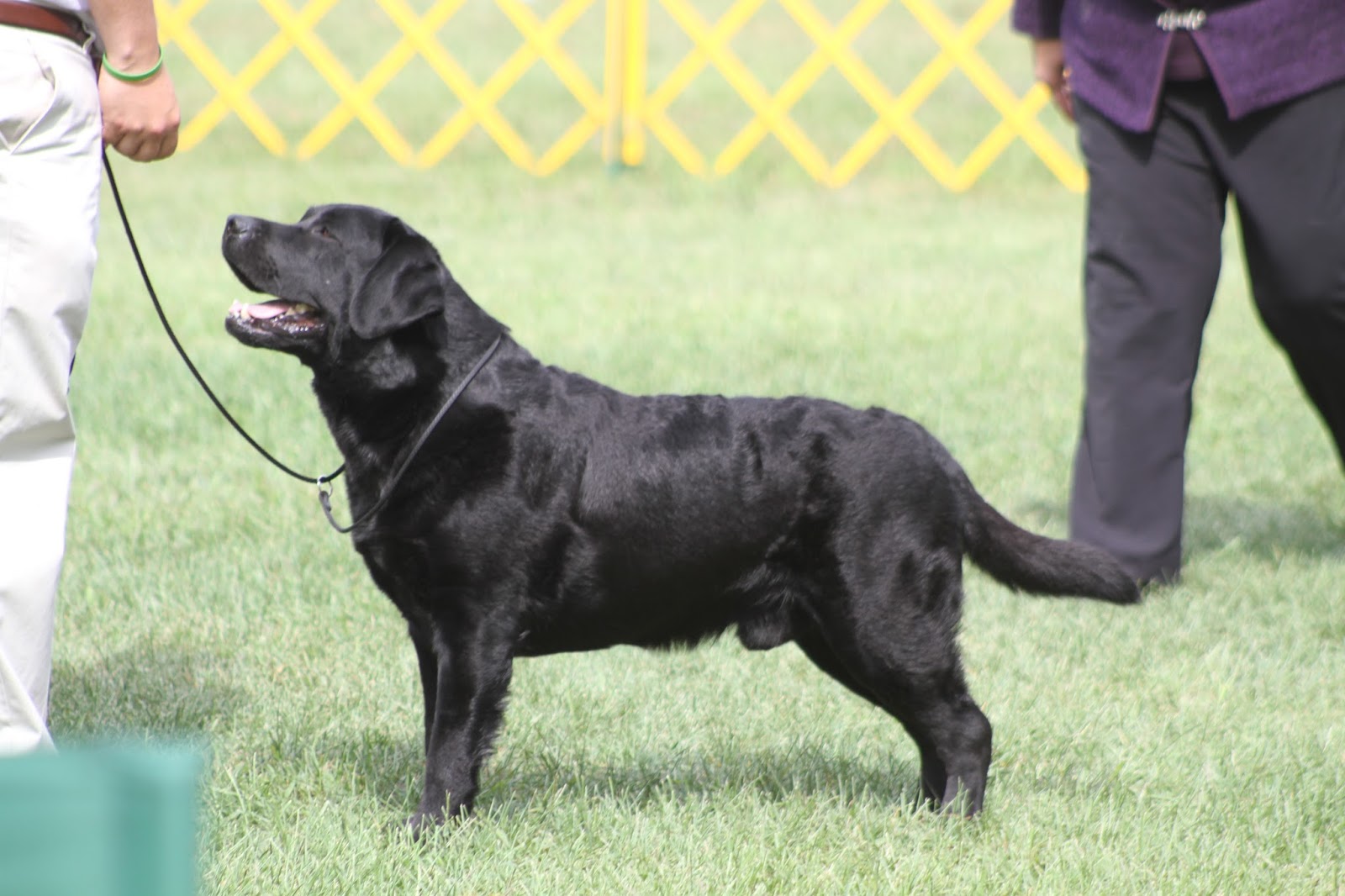 Pondview Labs Case Winners Dog 3pt Major at Jersey Skylands Labrador