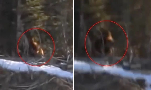 In Canada, they shot a video of a huge yeti (2)