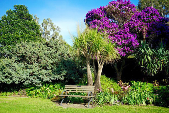 [Image: Sac-tim-hoa-mua-ruc-ro-trong-thang-3-tai-Sydney-4.jpg]