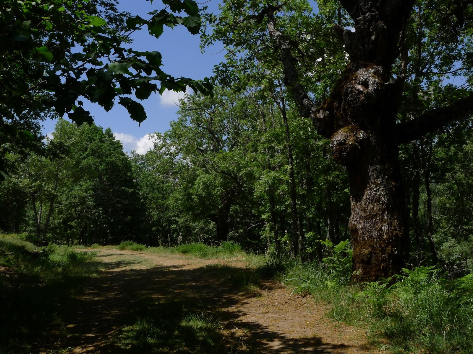 ASOCIACIÓN ESCUELA SANSANA EXCURSIÓN A LA DEHESA BONITA DE SOMOSIERRA