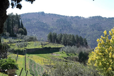 lamole vigneti vigne lamole chianti classico