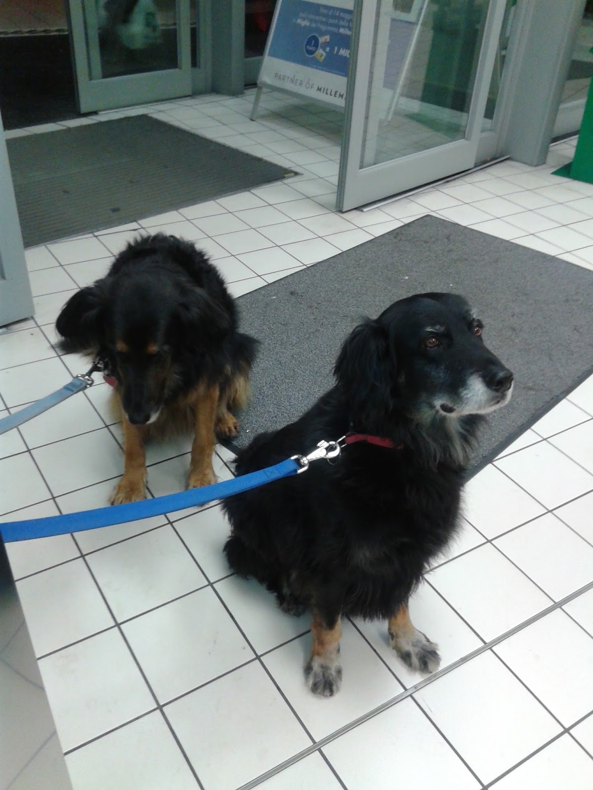 Dogs of Bologna, Florence & Marradi, Italy