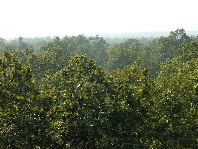 सरैया मन बनेगा बिहार का पहला नेशनल पार्क, पढ़े पूरी ख़बर.. 5 सरैया मन बनेगा बिहार का पहला नेशनल पार्क, पढ़े पूरी ख़बर.. 5