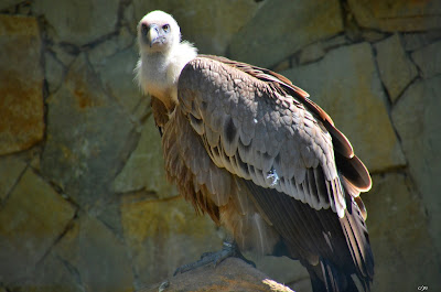 Gänsegeier, Griffon aasvoël, Shkaba Griffon, Griffon vulture Vogel, bird, oiseau, Uccello, Pássaro, птица, pájaro, kuş, chim, vták, pták, madár, птушка, zog, ptica, птица, lintu, πουλί, птица, fågel, kuş, madár, zog