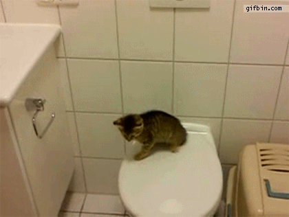 Kitten jump fail