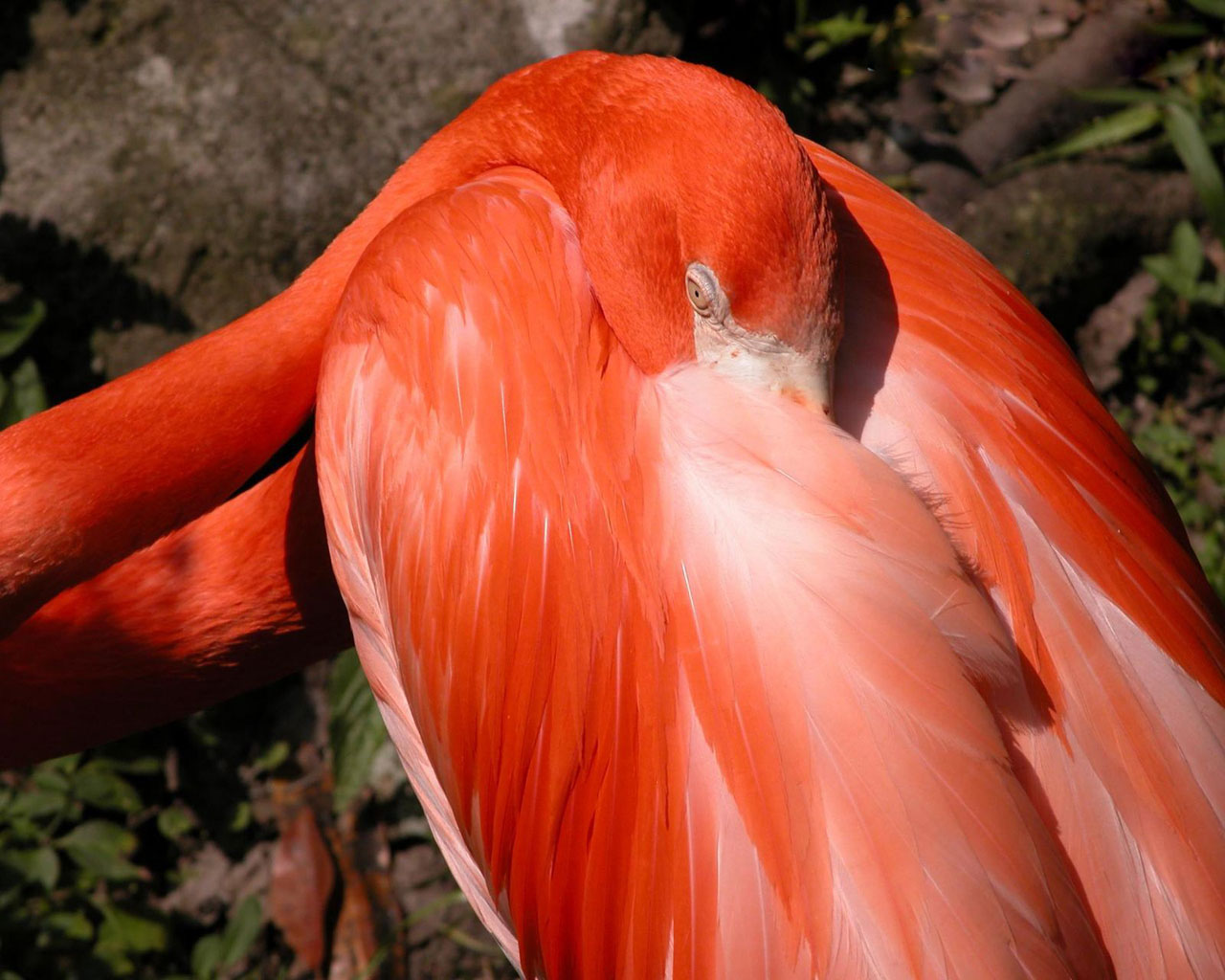 Best Jungle Life Flamingos Birds & Flamingos Bird Pics