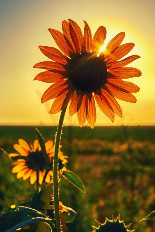 SOLAR TRACKING OF SUN FLOWER PLANTS