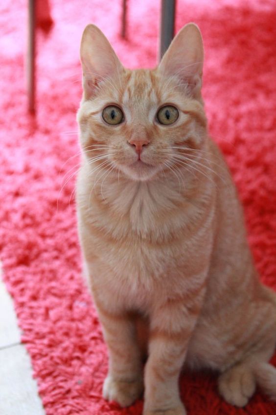 Beautiful Cat Pictures - iAMHJA.COM Beautiful Cat Pictures - iAMHJA.COM