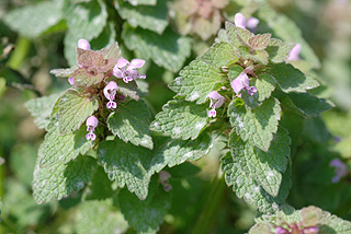 ヒメオドリコソウ