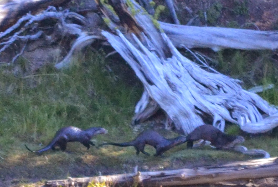 Tracie's Journal More of Yellowstone and KINDLE DISCOUNT ON ICECUTTER