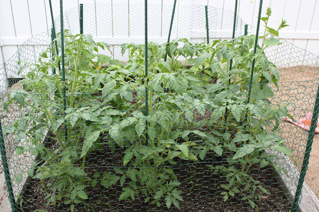 Growing tomato plants