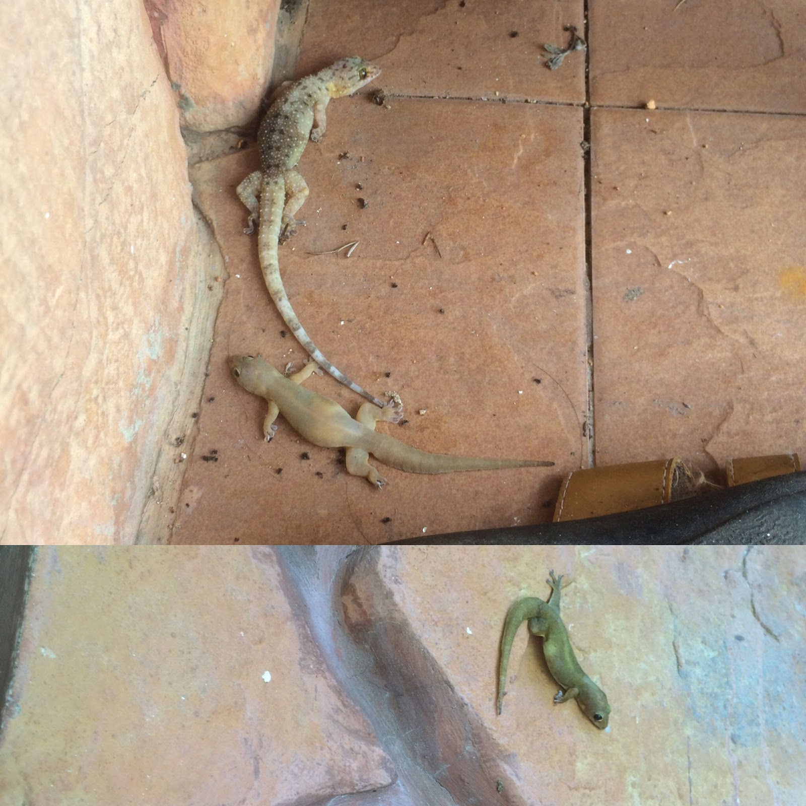 Customer Service Review Cara Halau & bunuh cicak dan lipas dengan mudah