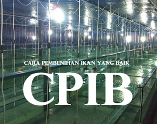 Benih merupakan faktor penting dalam pemeliharaan ikan CARA PEMBENIHAN IKAN YANG BAIK (CPIB)