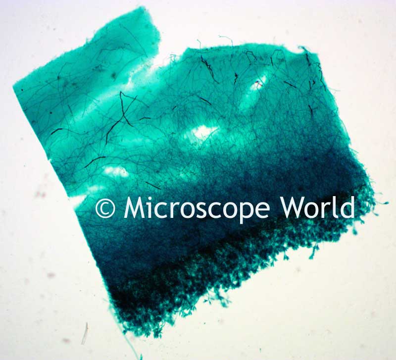 Microscope World Blog What are Algae?