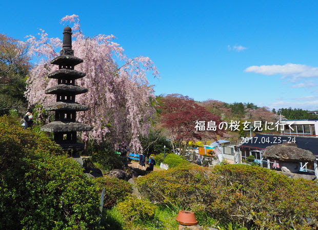 福島の桜：花見山の枝垂れ桜