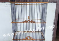 Jenis Jenis Sangkar Untuk Kolibri Rumah Kolibri