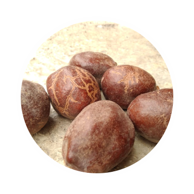 buah zuriat
