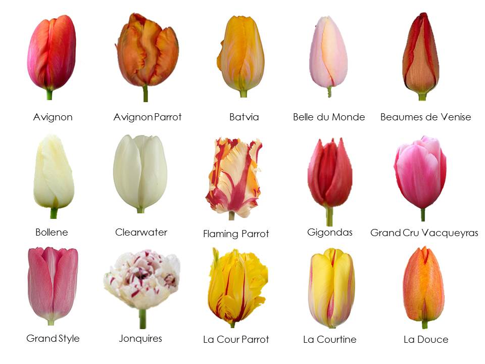 The Amazing French Tulip Cultivation Of Crops