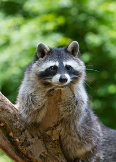 mapache cuentame mas mapache quiere saber mas