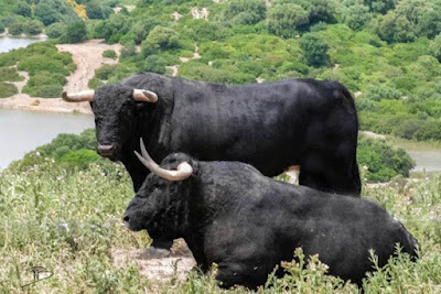 Diferentes razas de toros - Página 5 Ferminbohorquez2_1500049649