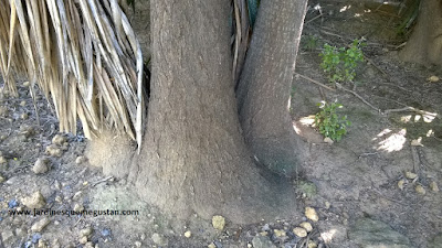 “Pie de elefante” de la yuca