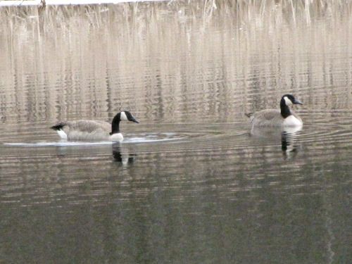 Canada geese