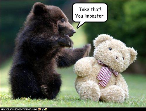 gambar binatang - foto beruang lucu