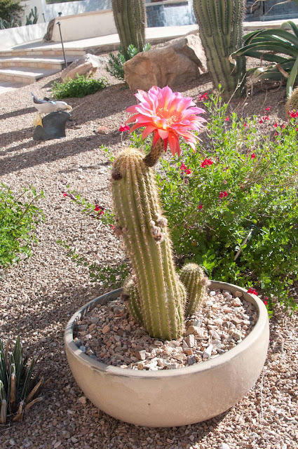 World Cruise 2012 Sydney to Sydney: This is why we live in Tucson!