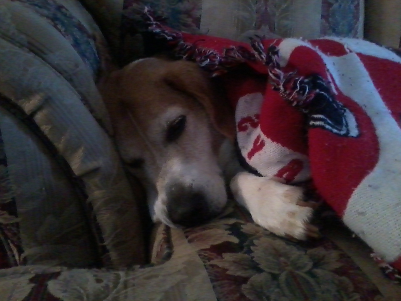 William the Dog Trainer Human/Dog Connection... Does my dog know when