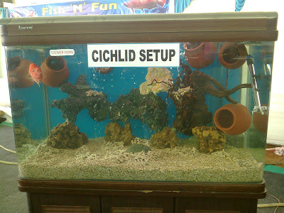 cichlid setup fish tank