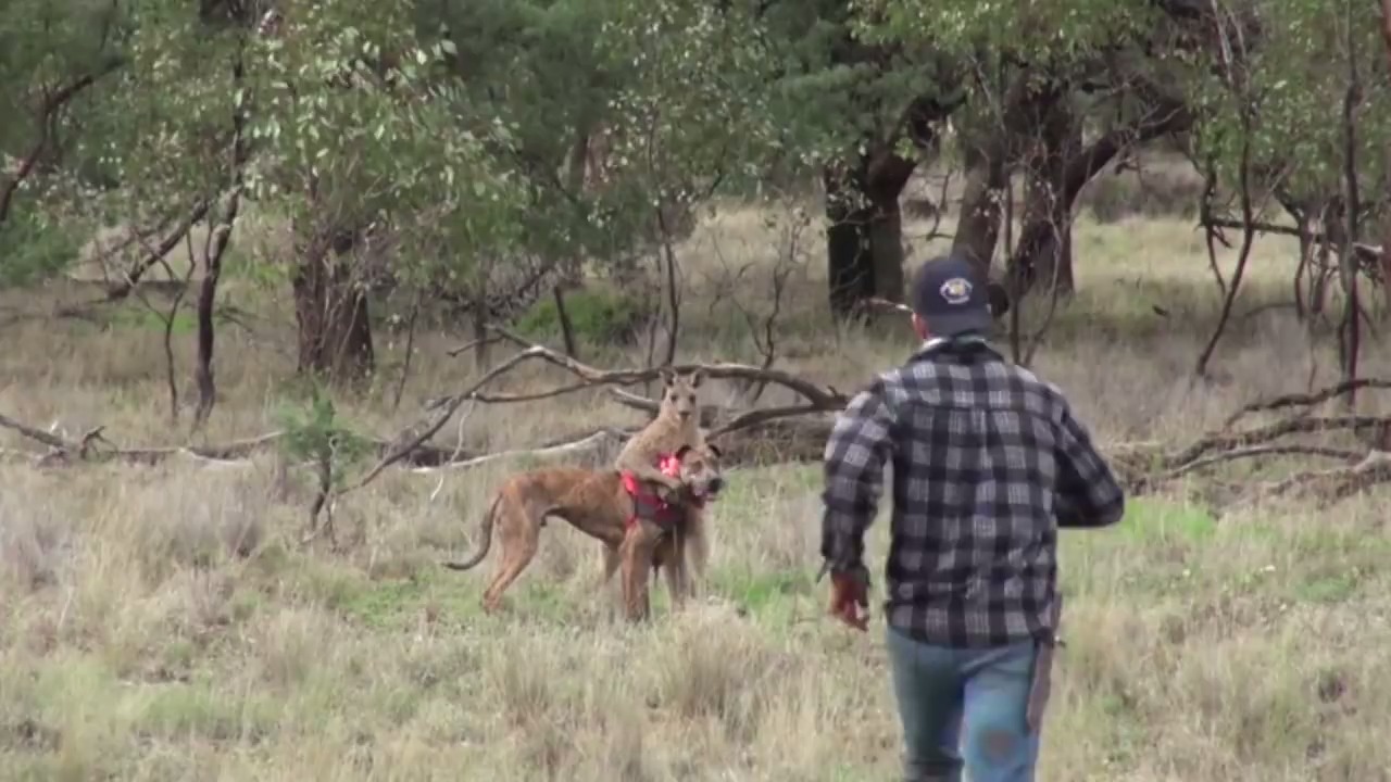 Man punches kangaroo in the face to save dog