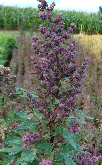 quinoa