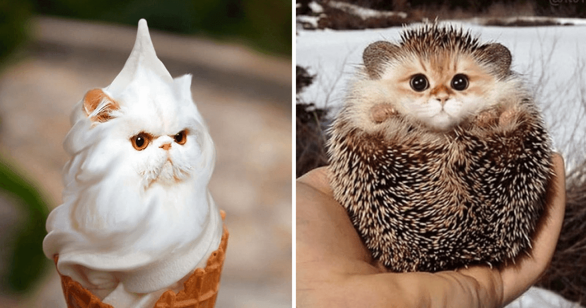 Hilariously Disturbing Pictures Show What Everything Would Look Like If It Had A Cat’s Face