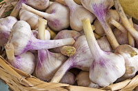 ukranian red garlic