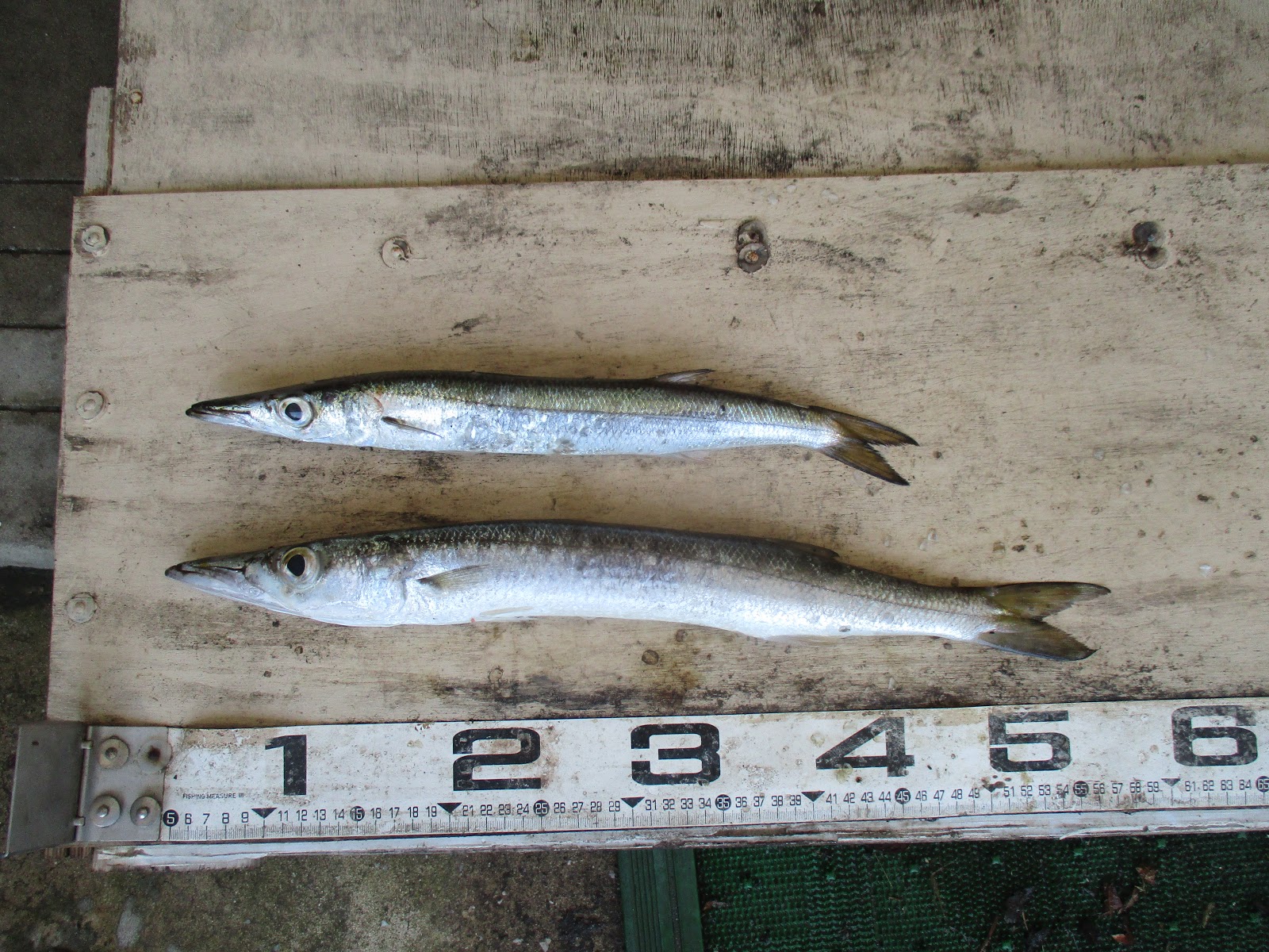 種子島釣果情報 9月 17