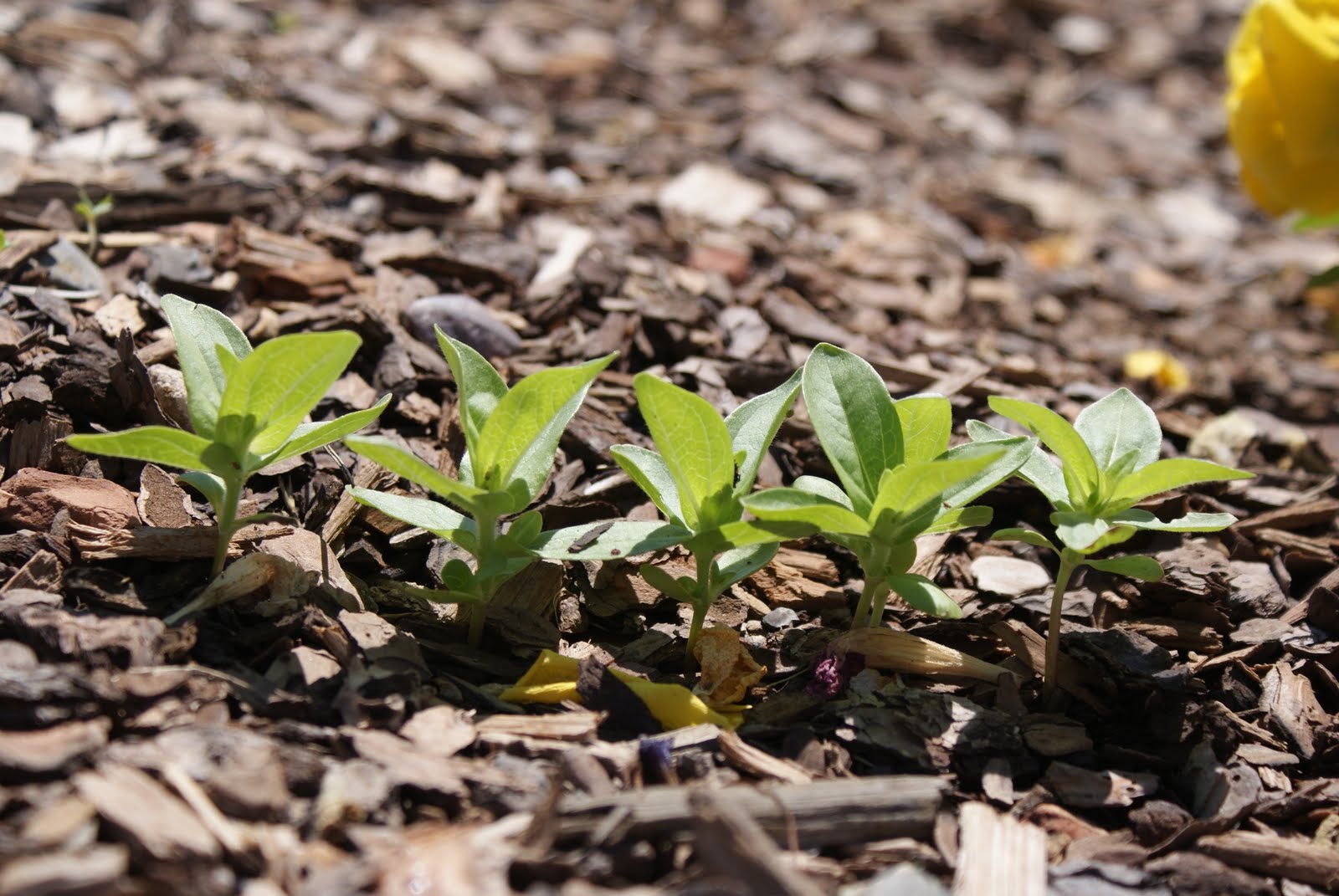 Day By Day Seedling Surprise