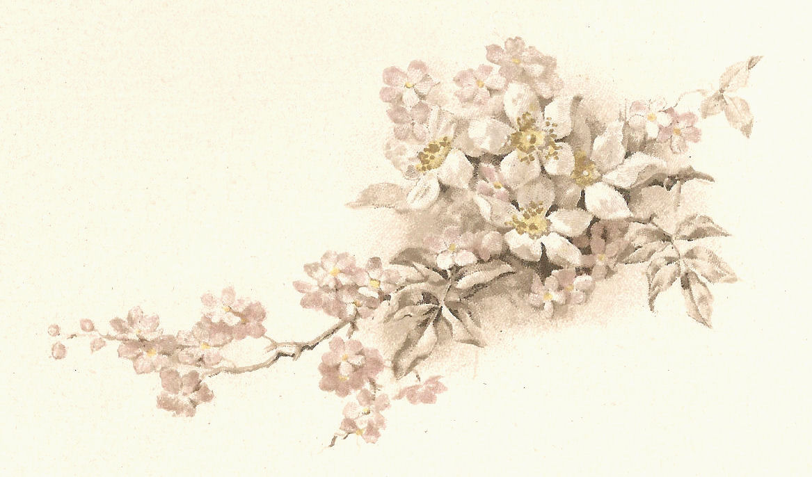Vintage Flower Illustration 82