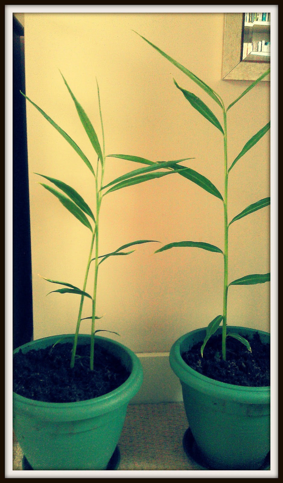 Gourmet Gardening Growing ginger the harvest