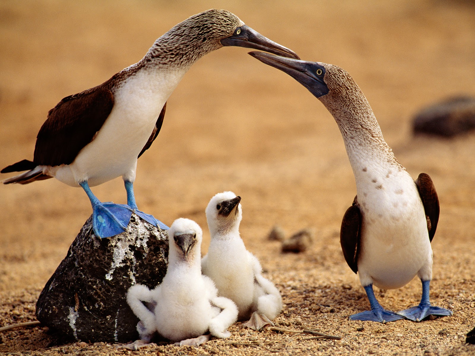 Nincompoopery Mascot Of The Month Blue Footed Booby