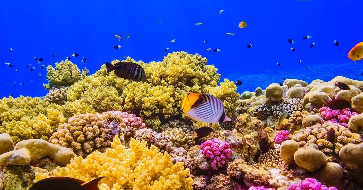 Can Red Sea Corals Save the Worlds Reefs? - Madote