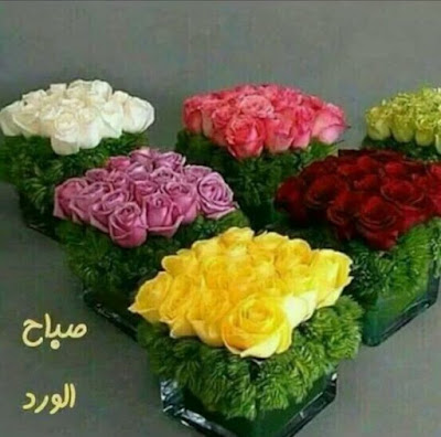 صور صباحية جديدة ورائعة