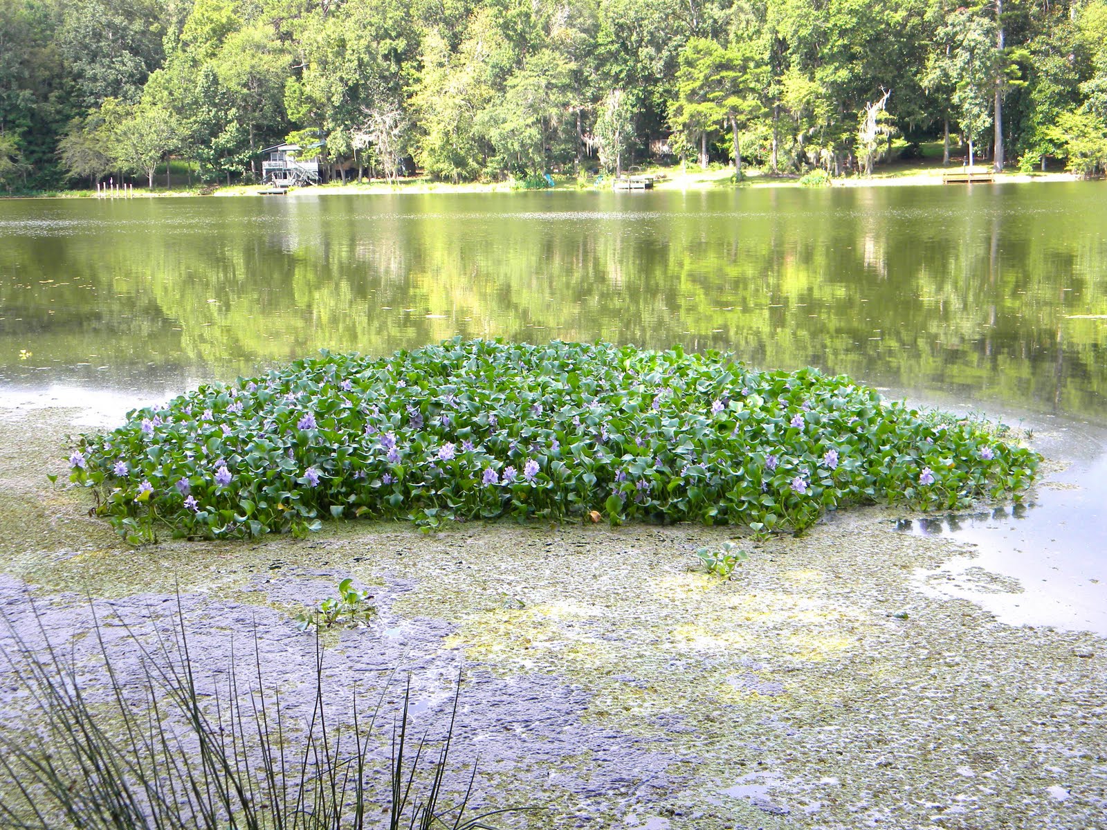 Walk2Write in Florida Long Ago and Far Away Is Water Hyacinth Here to