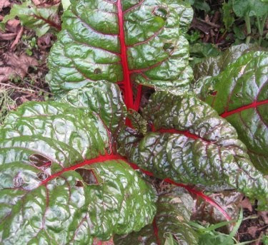 red chard plant