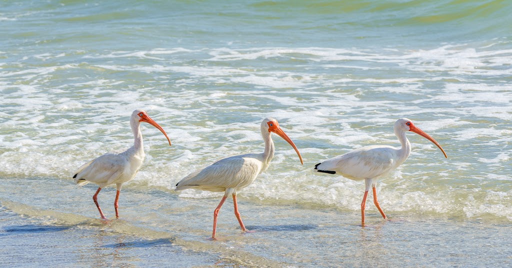 Light Happens Sea Birds Hunting On The Florida Coast